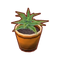 Int plt aloe.png