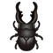 Insect giraffakwa