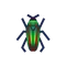 Jewel Beetle