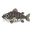 Fish tigernose