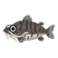 Fish tigernose.png