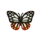 Insect asagi