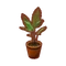 Int plt yamadori