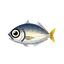 Fish fst1001