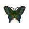 Insect karasu
