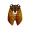 Insect Abura