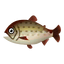 Fish Itou.png