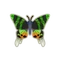 Insect Nishikitsubame