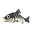 Fish nigoi