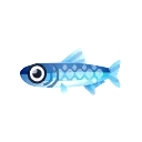 Fish Anchovies