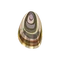 Oyster Shell