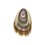Oyster Shell