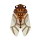 Insect Teiozemi