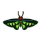Insect akaeri