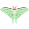 Insect Omizuao
