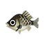 Crucian Carp