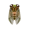 Insect higu
