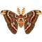 Insect yonaguni