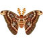 Insect yonaguni