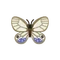 Insect SukashiB