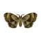 Insect ga