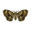 Insect ga