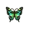 Insect Seramutaimai
