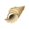 Conch Shell
