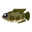 Fish Raigyo