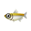 Fish 348001