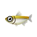 Fish 348001