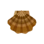 Scallop Shell
