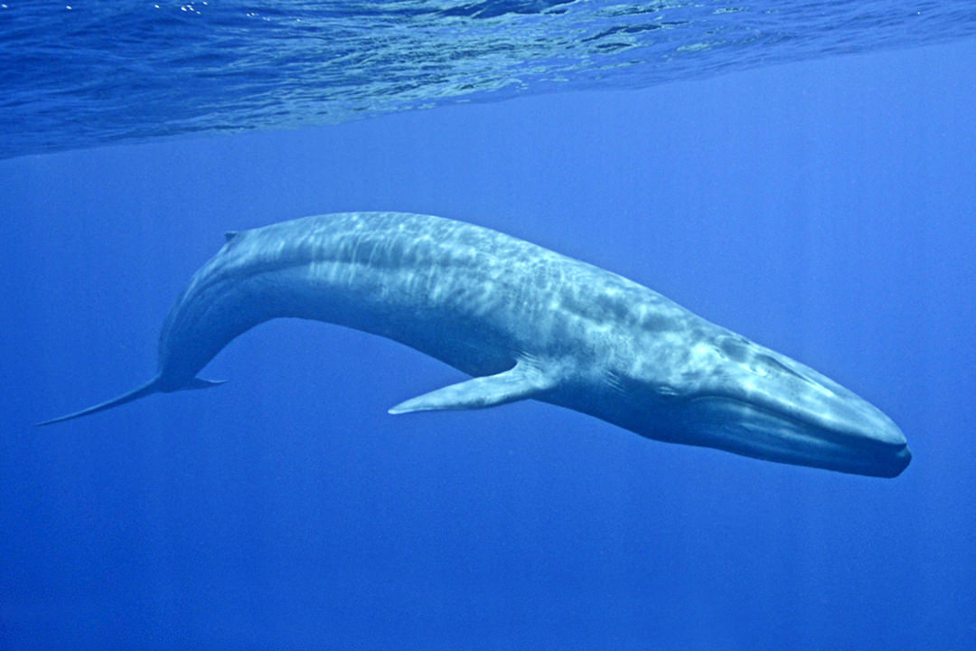 Ballena azul en peligro