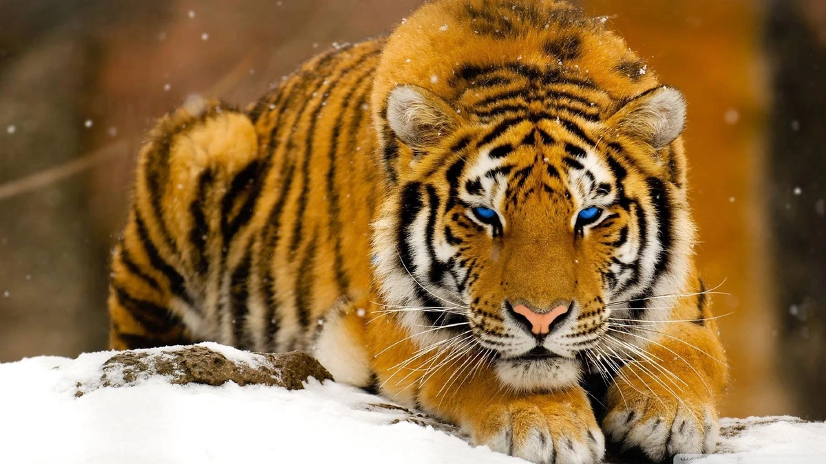 Tigre Siberiano | Wiki Animales peligro de extincion | Fandom
