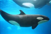 Orca calf