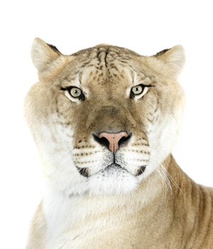 Liger | Animals Wiki | Fandom