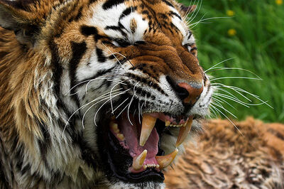 Sumatran-tiger