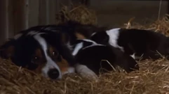 Jessie | Animal Farm Wiki | Fandom