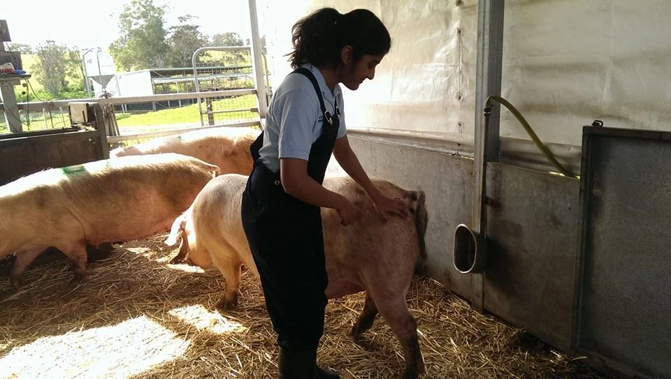 How to Approach Pigs AnimalHandling101 Wiki Fandom