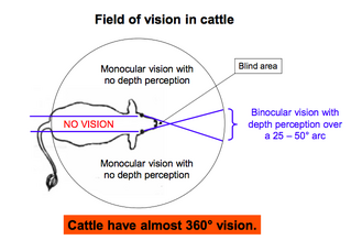 Cattle field of vision and flight zones | AnimalHandling101 ...
