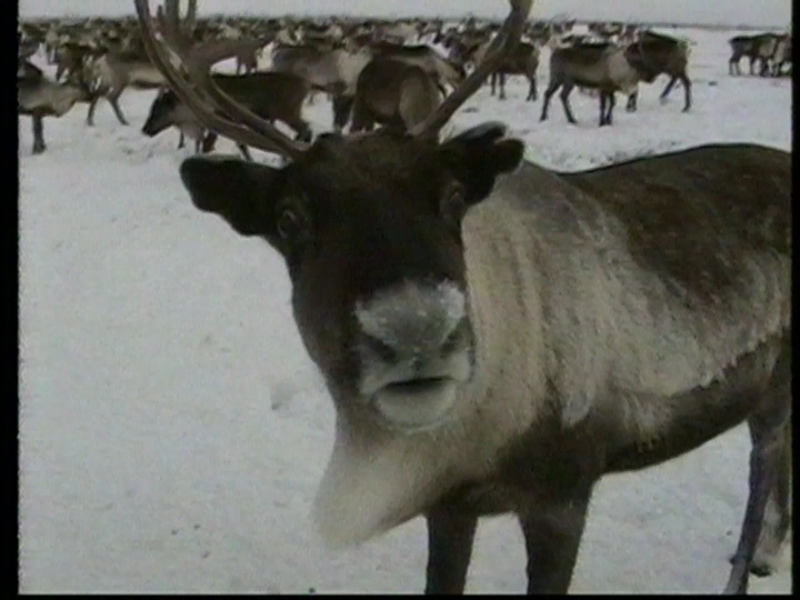 Ho Ho Ho | Animal Holiday Wiki | Fandom