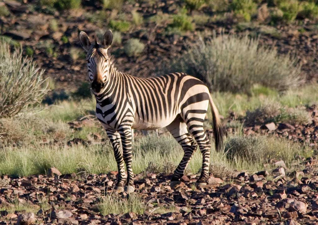 Zebra di Burchell Animali Wiki Fandom