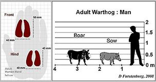 WarthogGraphsA