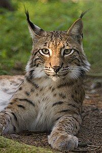 200px-Lynx lynx poing.jpg