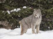 Canadese-lynx-29369378