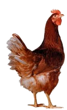 Gallus gallus domesticus | Biología wiki | Fandom