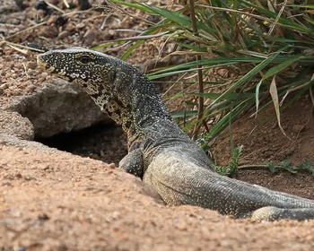 Nile Monitor | Zoopedia Wiki | Fandom