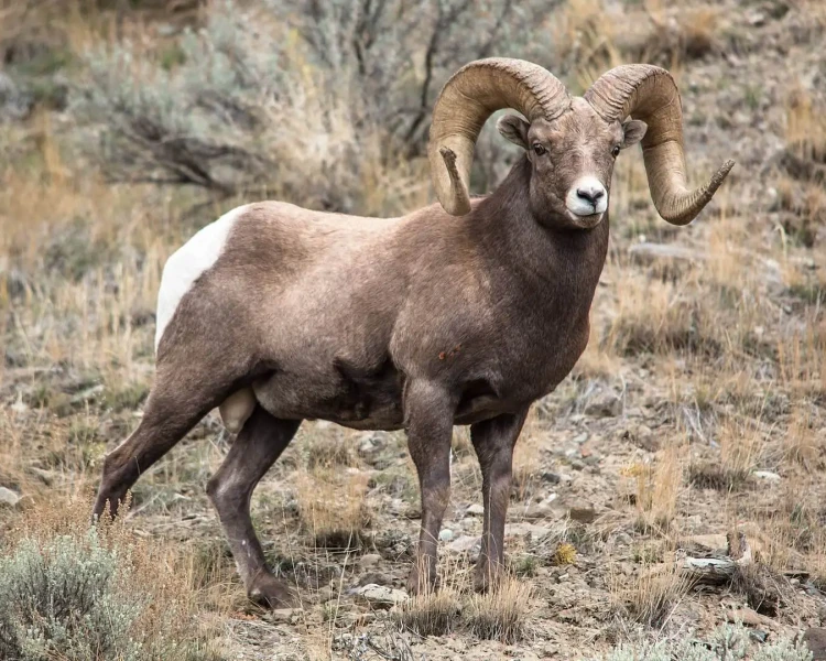 Bighorn Sheep Zoopedia Wiki Fandom