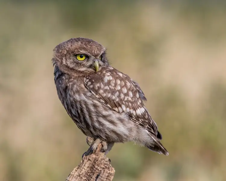 Little Owl | Zoopedia Wiki | Fandom