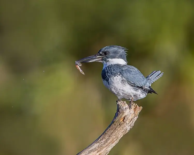 Belted Kingfisher | Zoopedia Wiki | Fandom